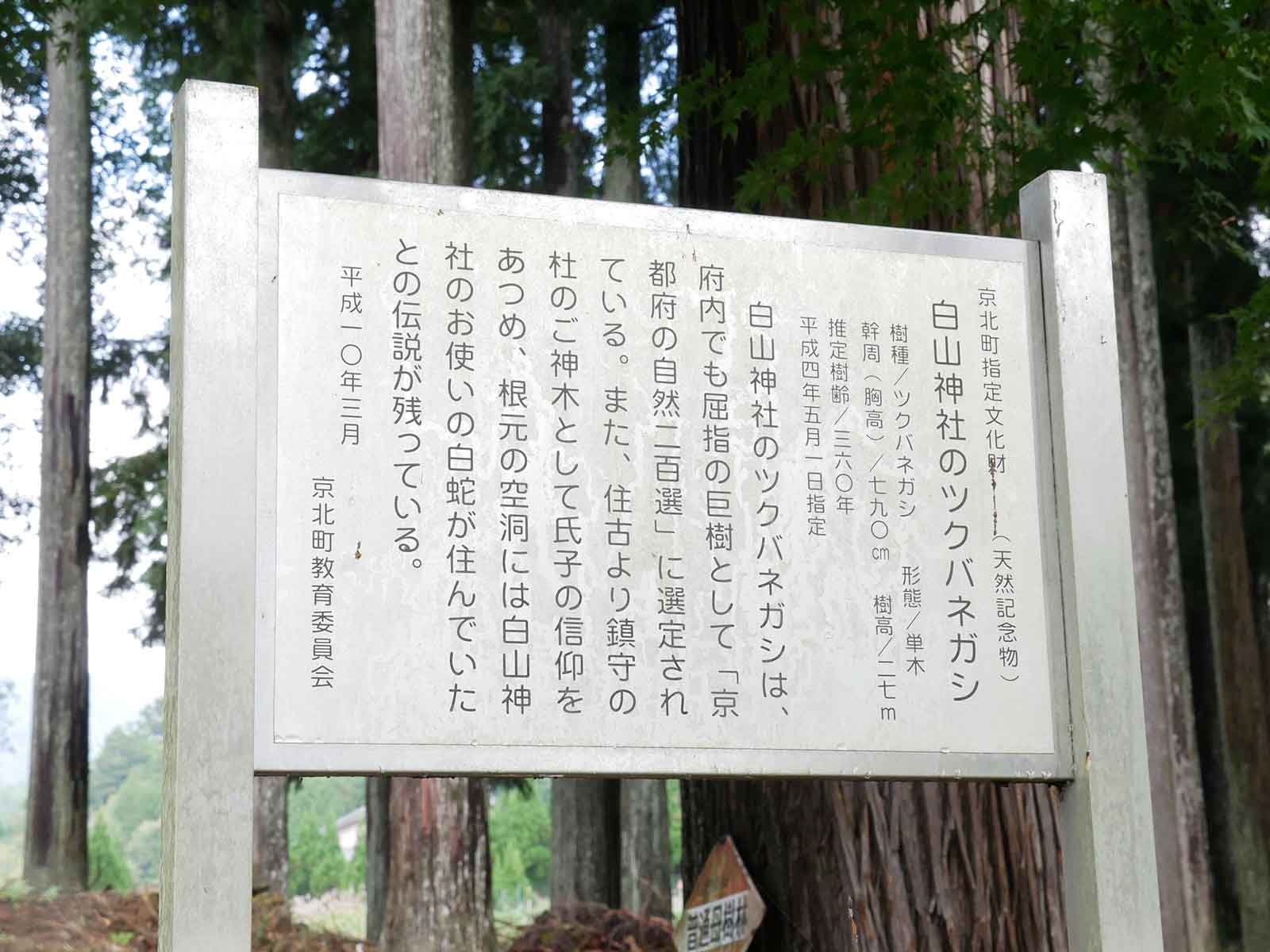 白山神社のツクバネガシ