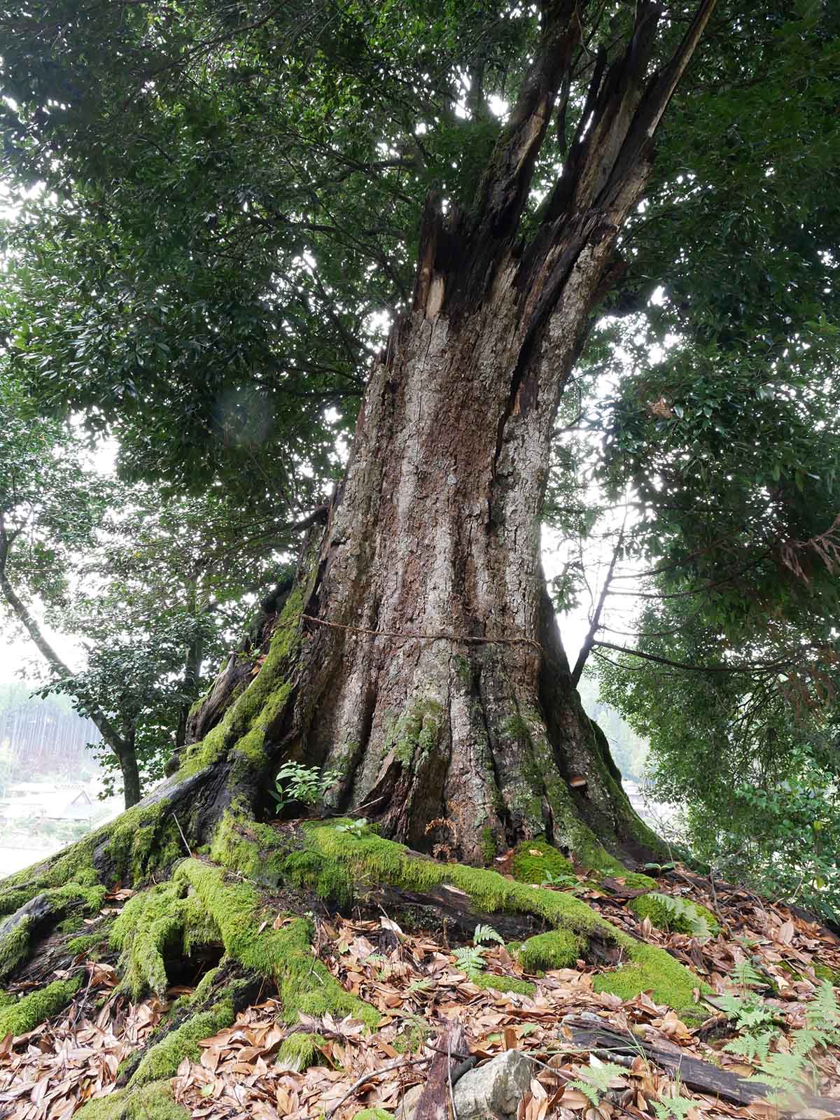 白山神社のツクバネガシ