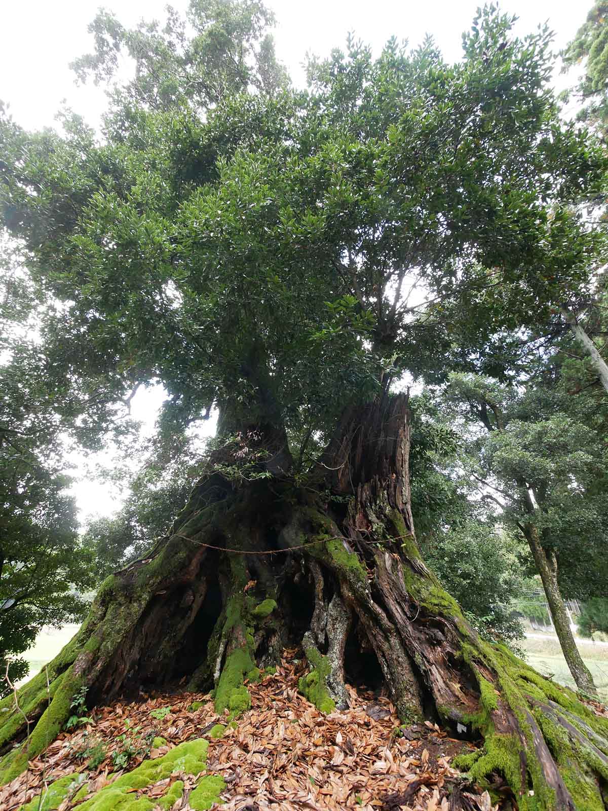 白山神社のツクバネガシ