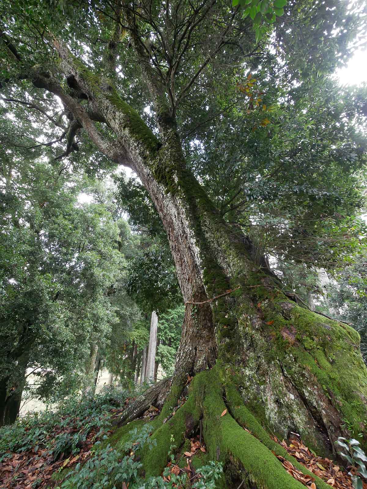 白山神社のツクバネガシ