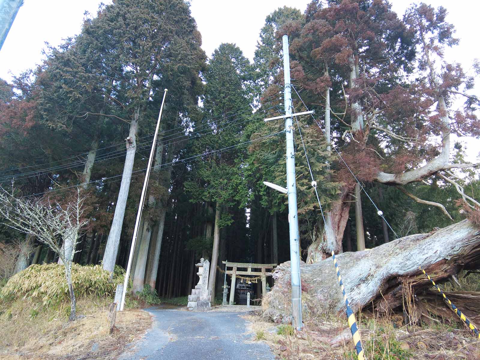 六所神社のスギ