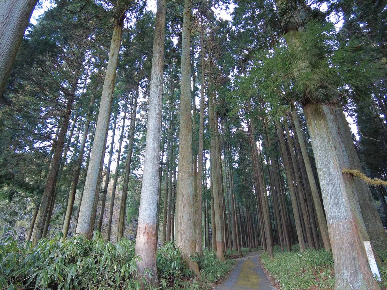 六所神社のスギ