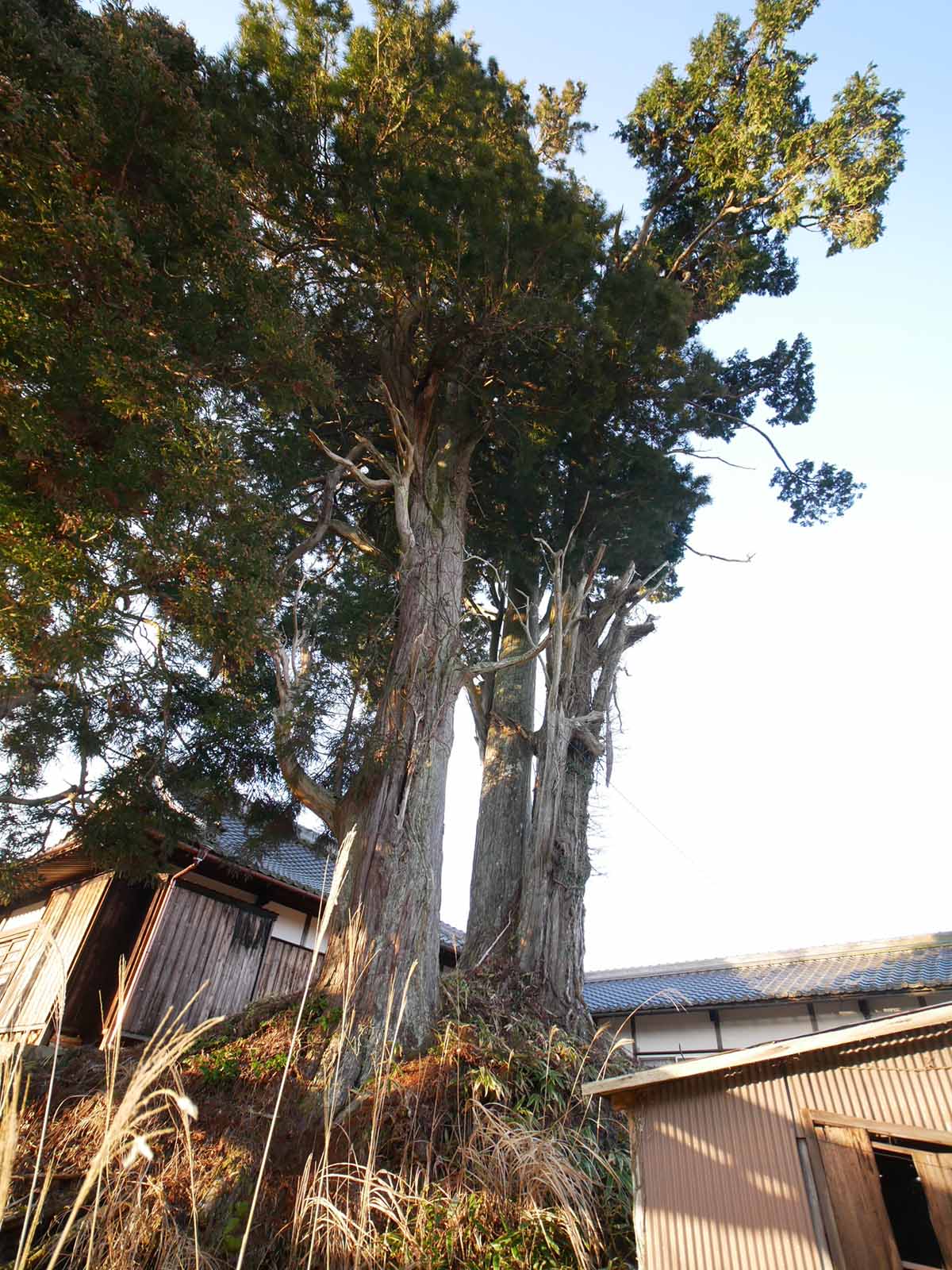 福常寺のヒノキ