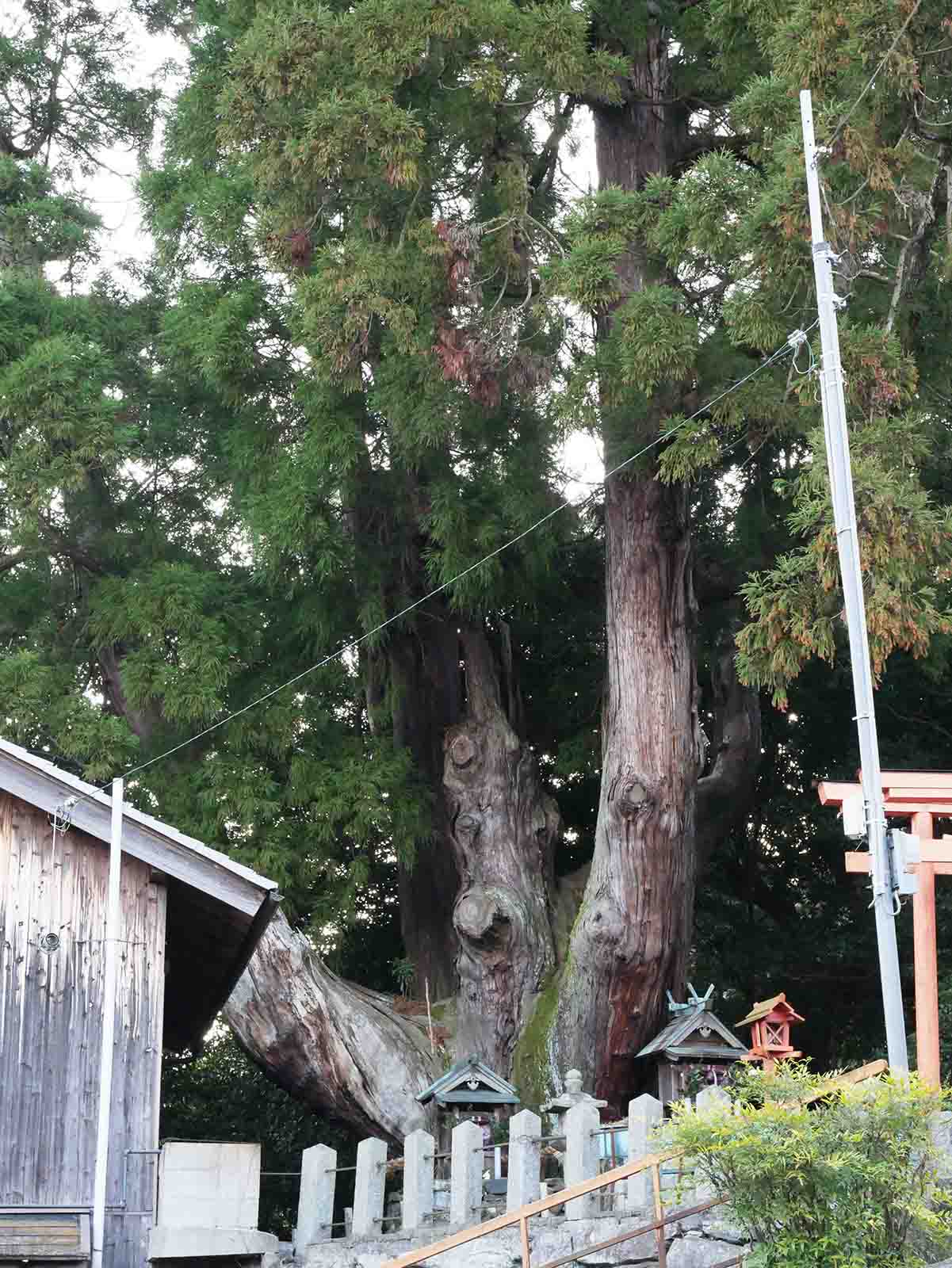 八坂神社の大スギさん、祇園杉