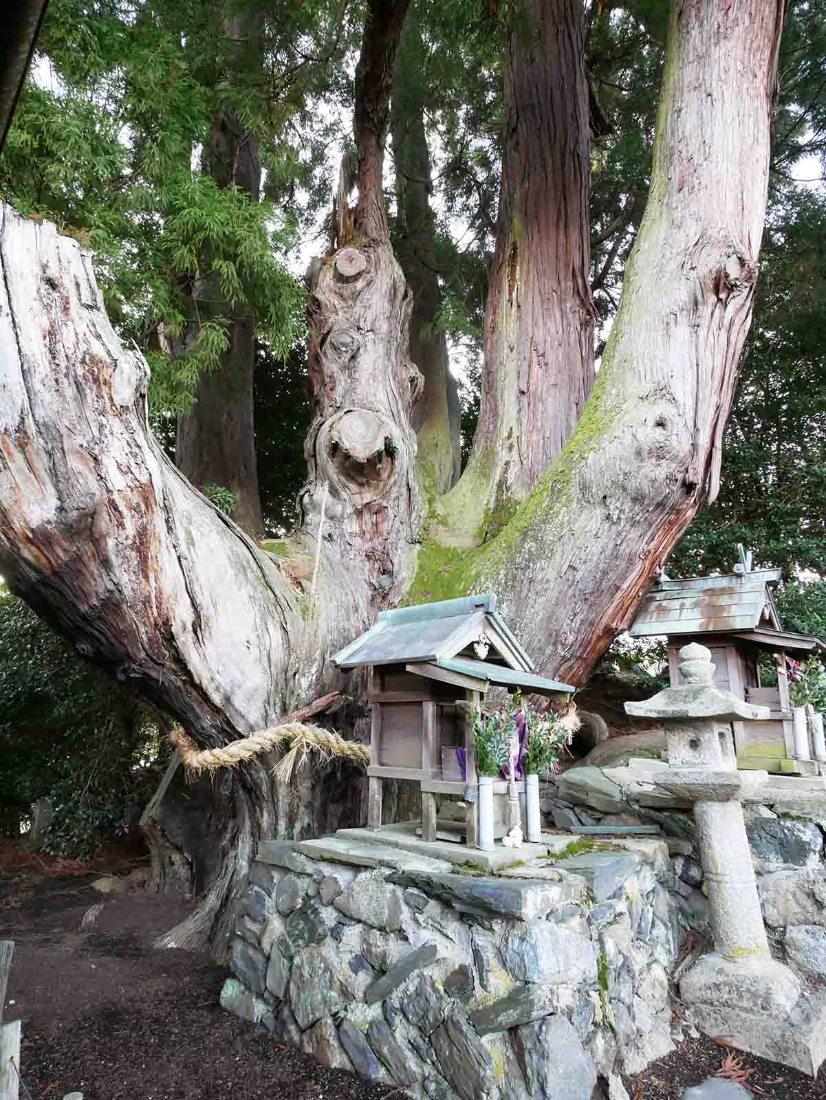 八坂神社の大スギさん、祇園杉