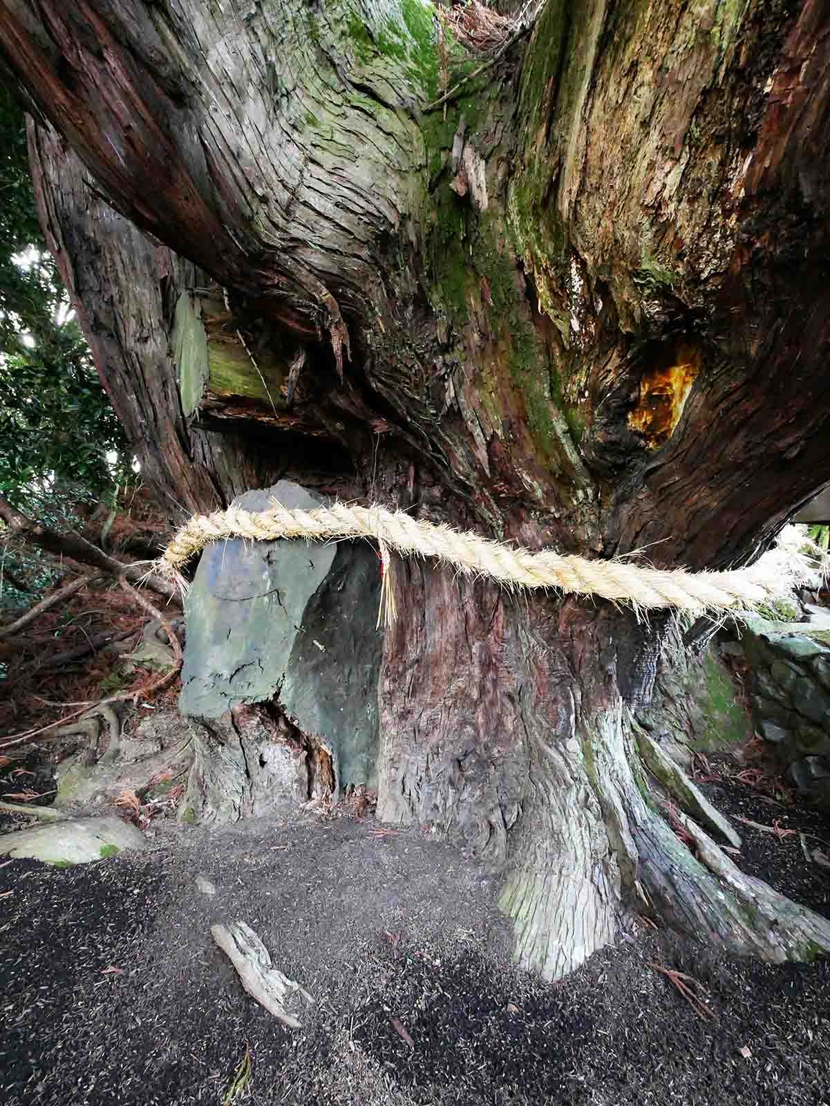 八坂神社の大スギさん、祇園杉