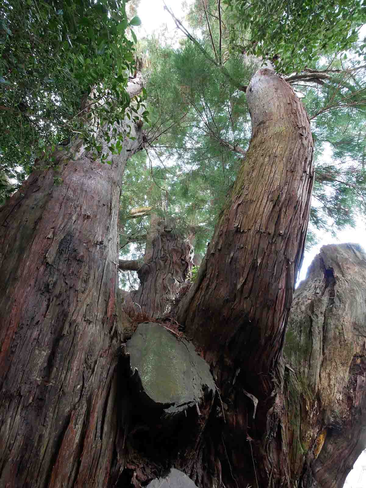 八坂神社の大スギさん、祇園杉