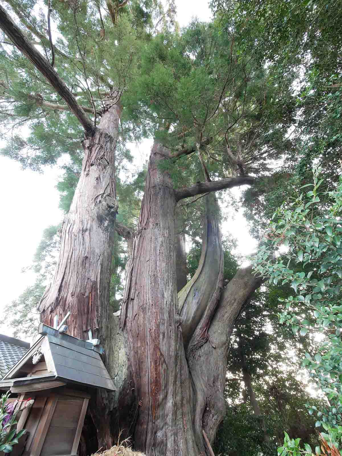 八坂神社の大スギさん、祇園杉