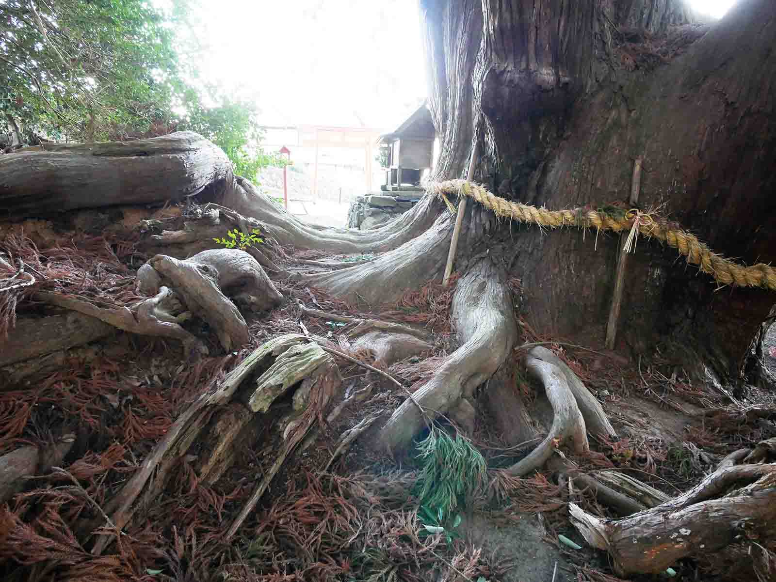 八坂神社の大スギさん、祇園杉