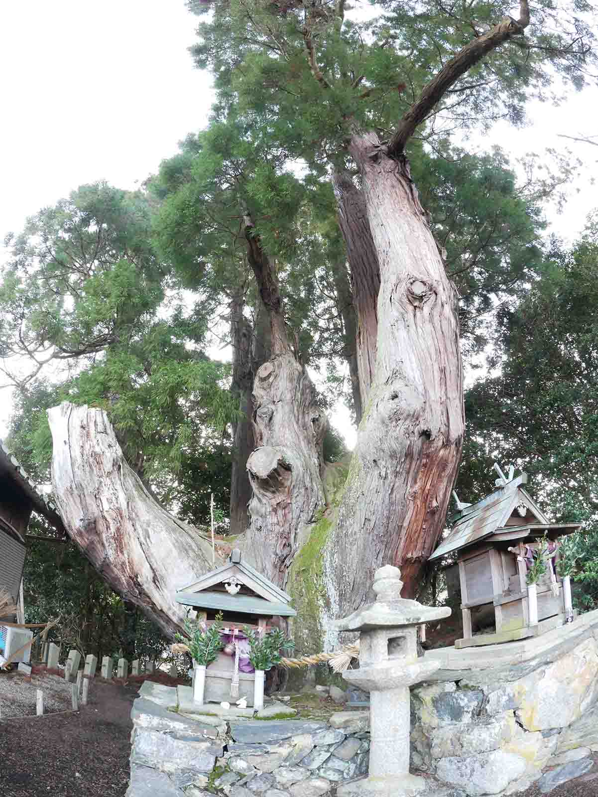 八坂神社の大スギさん、祇園杉