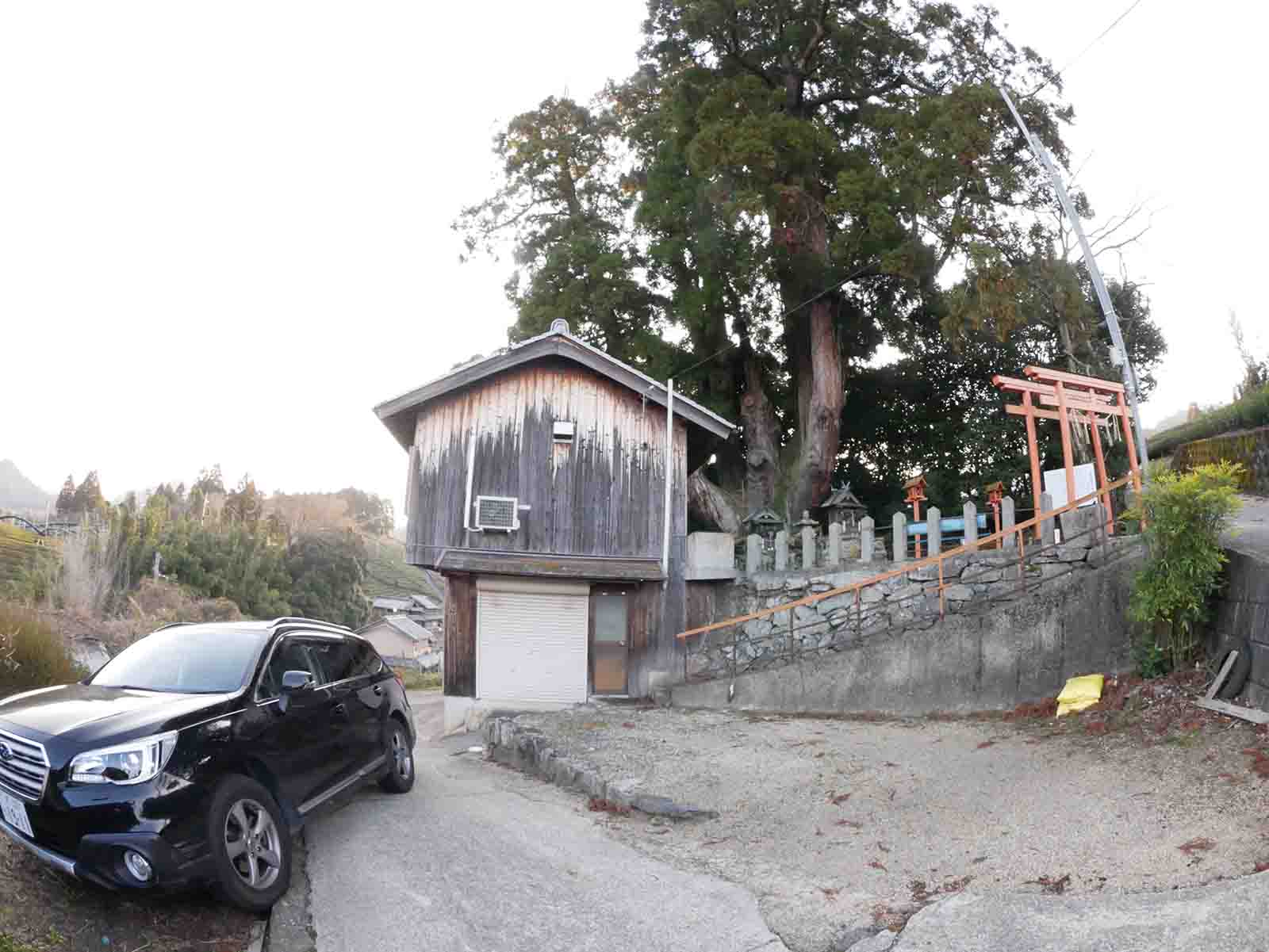 八坂神社の大スギさん、祇園杉