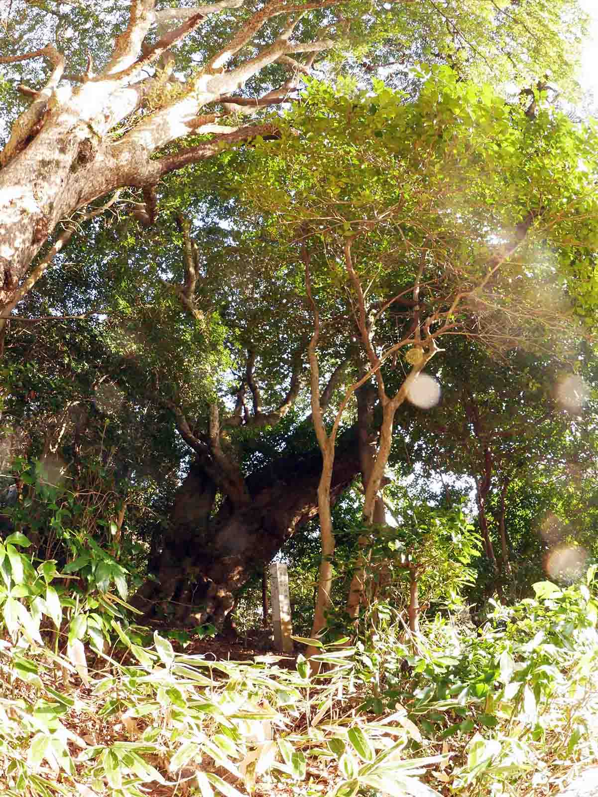 海住山寺のヤマモモ