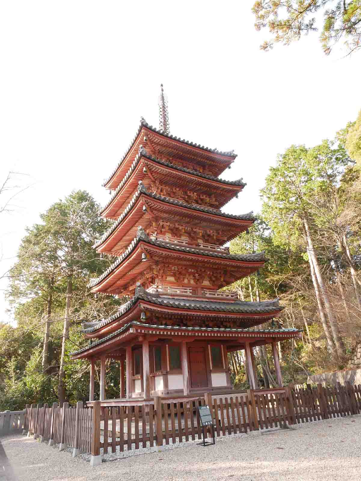 海住山寺のヤマモモ