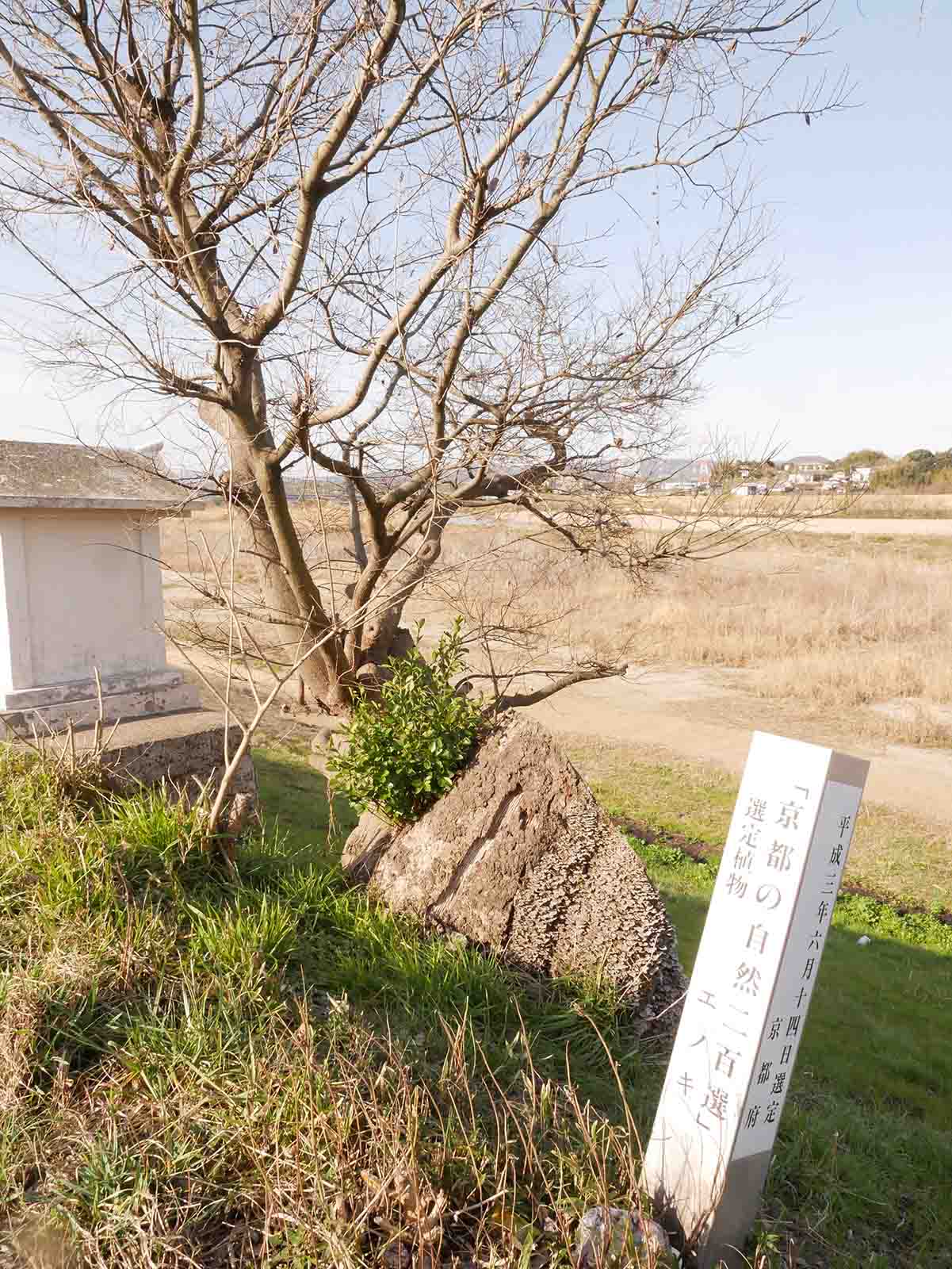 木津川堤防沿の国道のエノキ