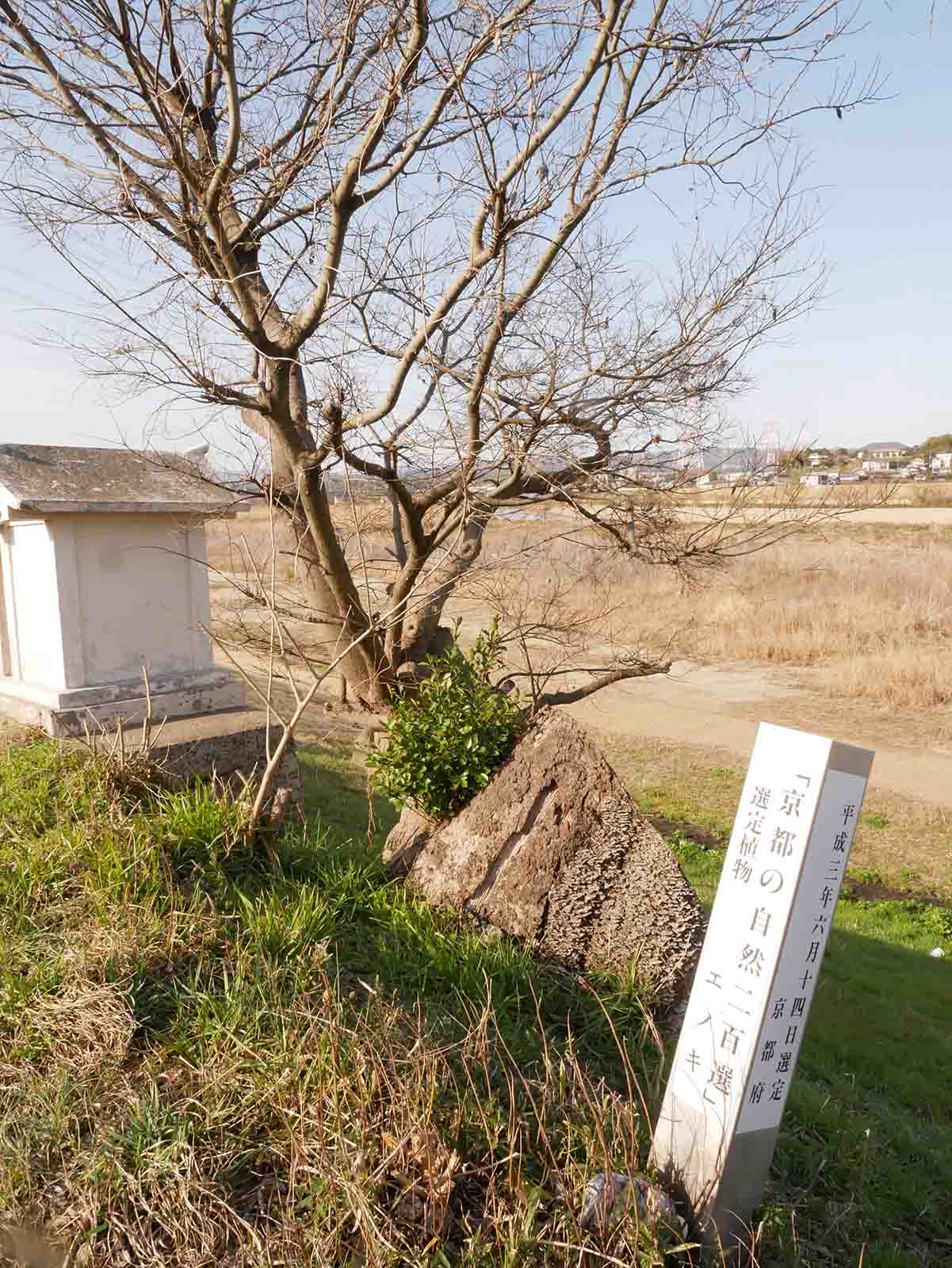 木津川堤防沿の国道のエノキ