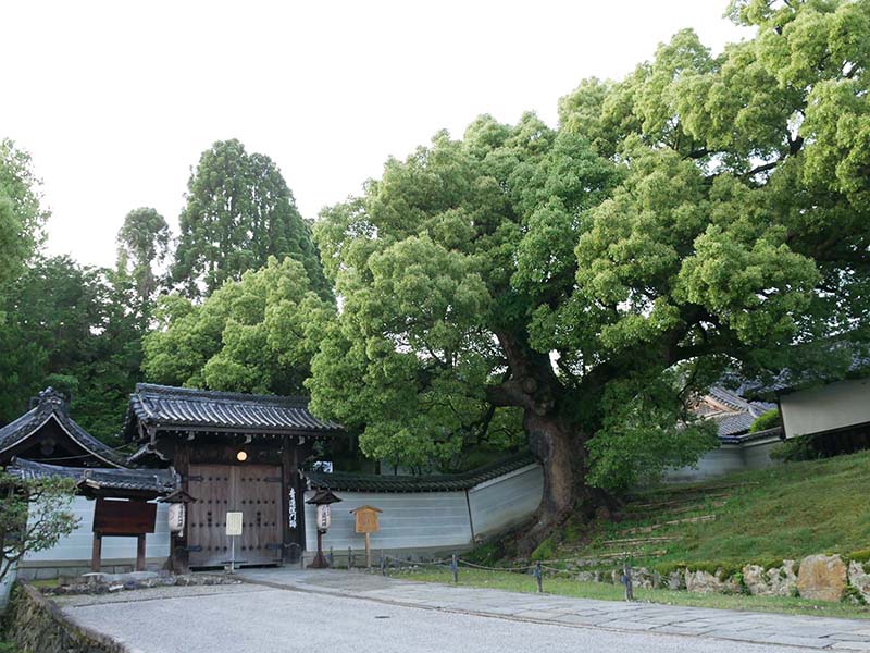 青蓮院の楠たち