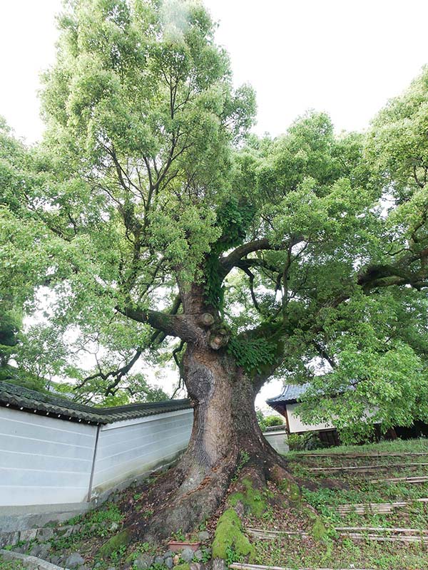 青蓮院の楠たち