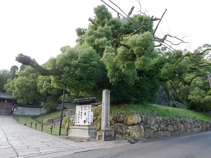 青蓮院の楠たち