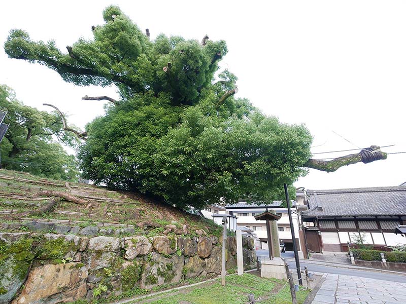 青蓮院の楠たち