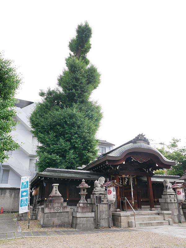 大将軍神社のイチョウ