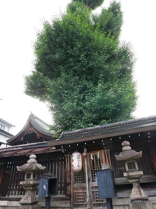 大将軍神社のイチョウ