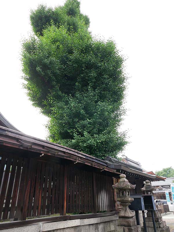 大将軍神社のイチョウ