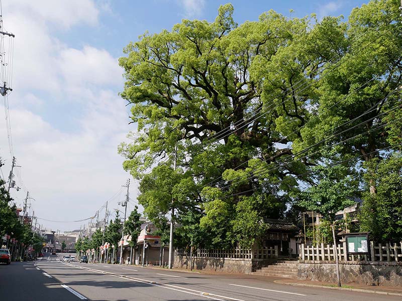 ２０２１年新熊野神社の大樟