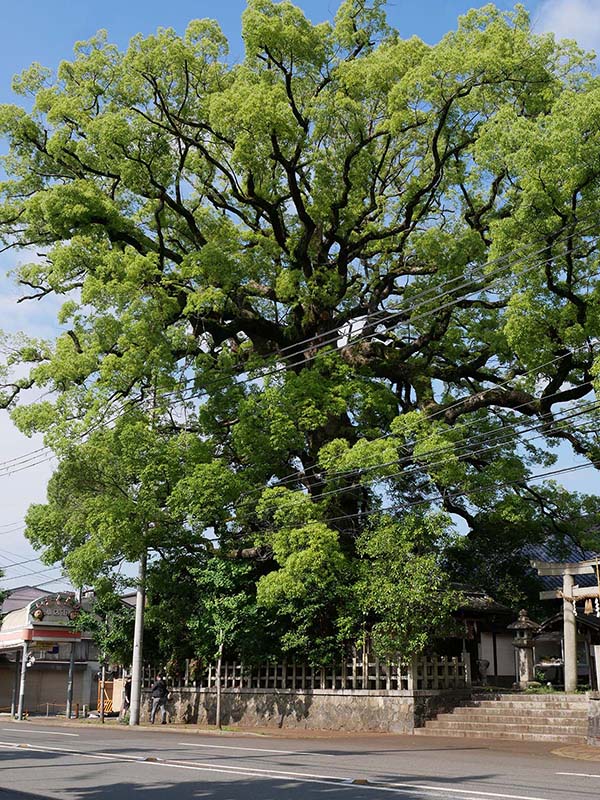 ２０２１年新熊野神社の大樟