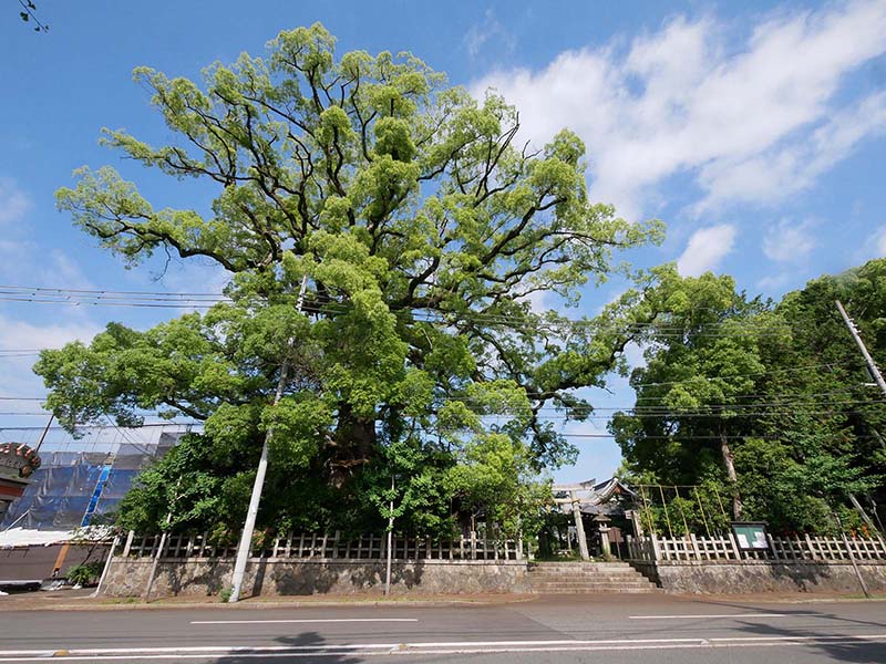 ２０２１年新熊野神社の大樟