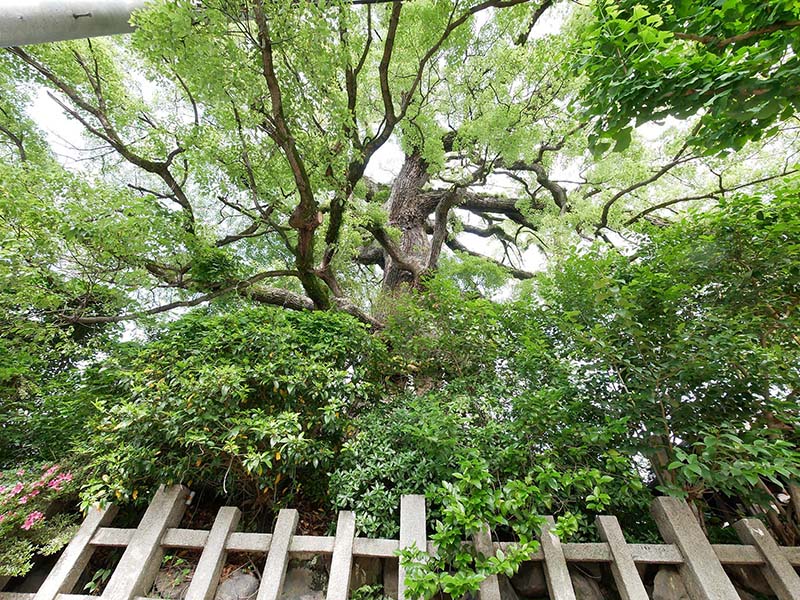 ２０２１年新熊野神社の大樟