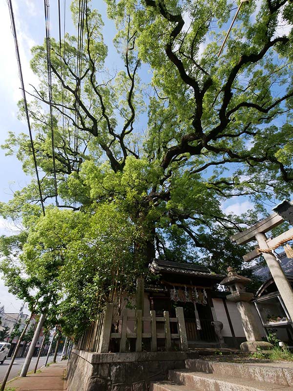 ２０２１年新熊野神社の大樟