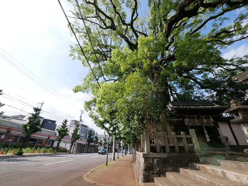 ２０２１年新熊野神社の大樟