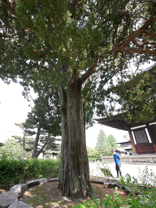 東福寺のイブキ