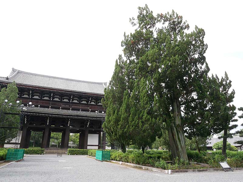 東福寺のイブキ