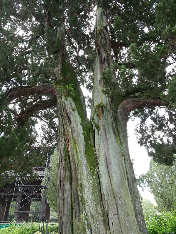 東福寺のイブキ