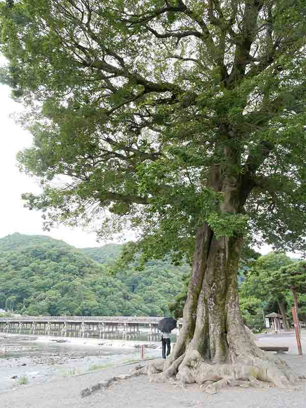 渡月橋のエノキ