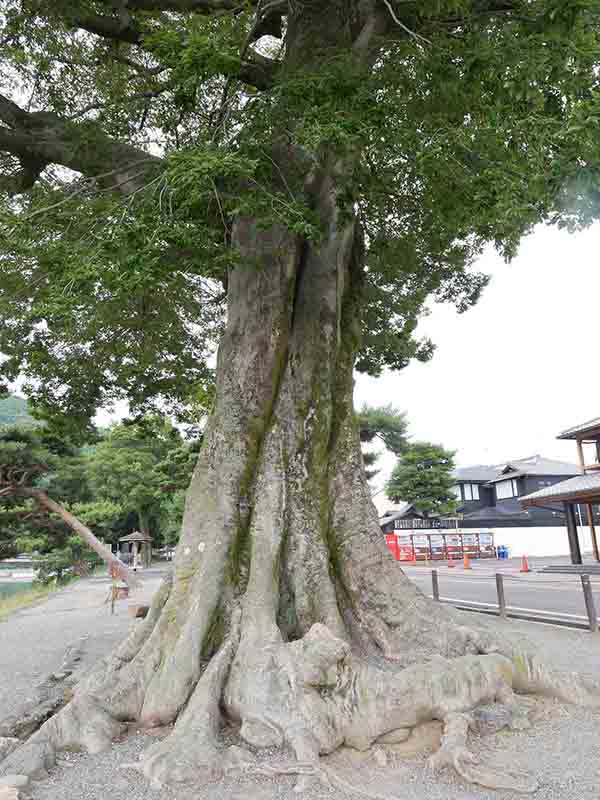 渡月橋のエノキ