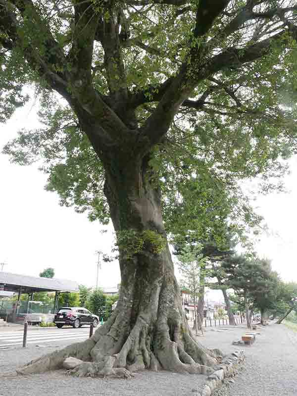 渡月橋のエノキ