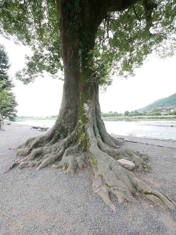 渡月橋のエノキ