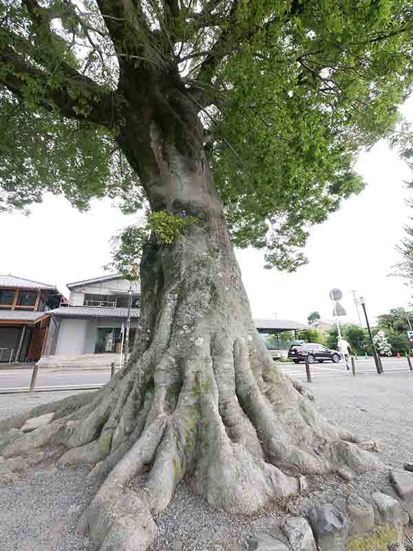 渡月橋のエノキ