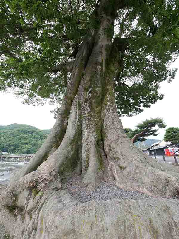 渡月橋のエノキ