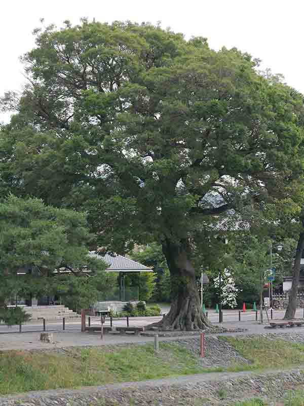 渡月橋のエノキ