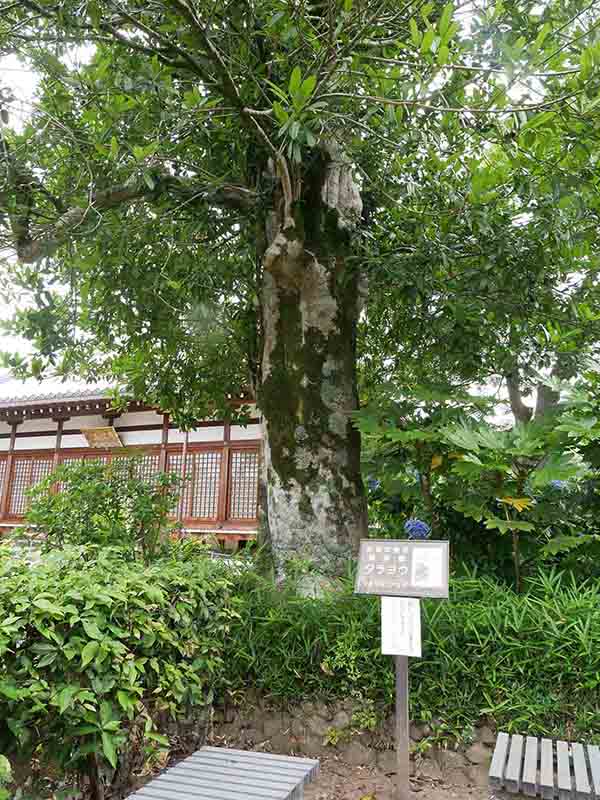 上賀茂神社のムクノキ