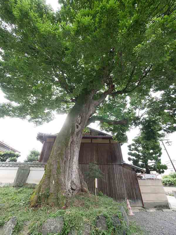 印空寺のタラヨウ