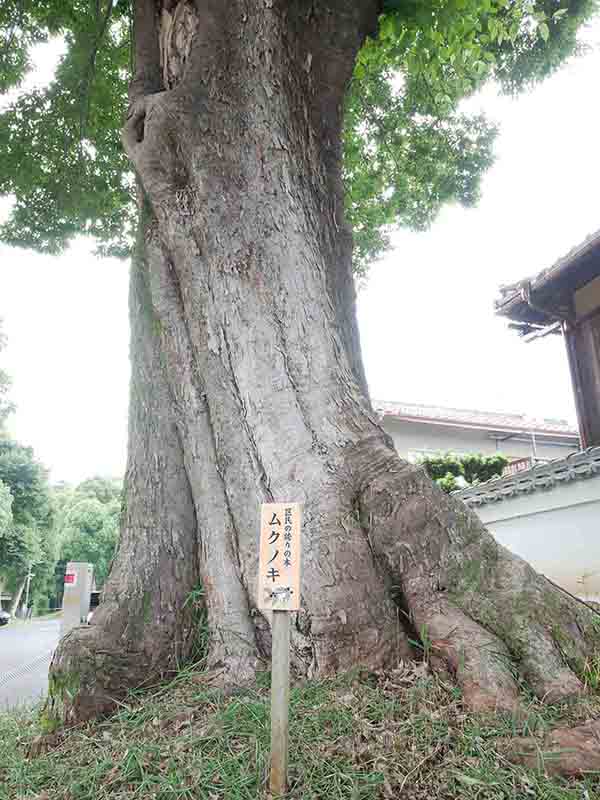 印空寺のタラヨウ