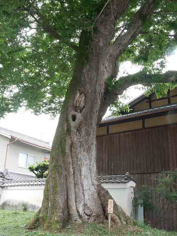 印空寺のタラヨウ