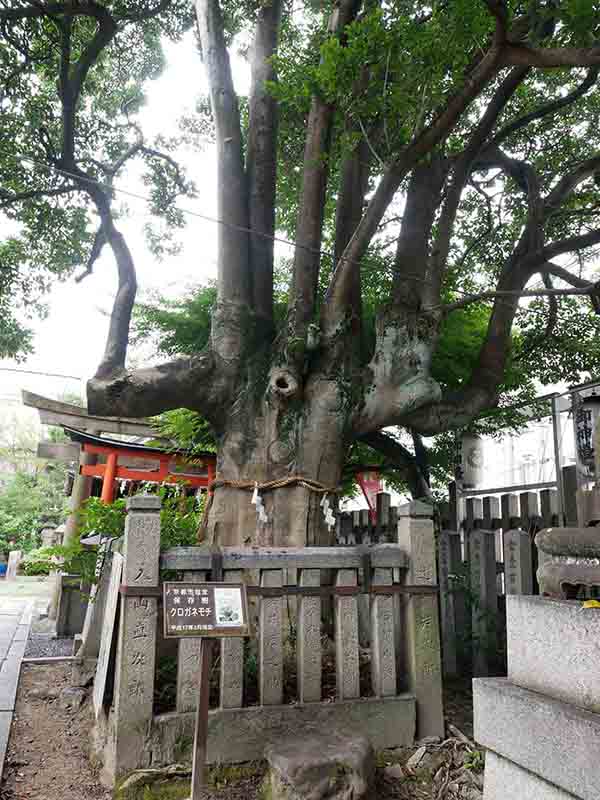 満足稲荷神社のクロガネモチ