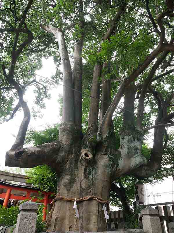 満足稲荷神社のクロガネモチ