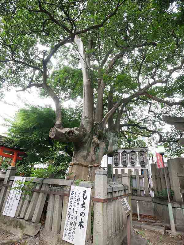 満足稲荷神社のクロガネモチ