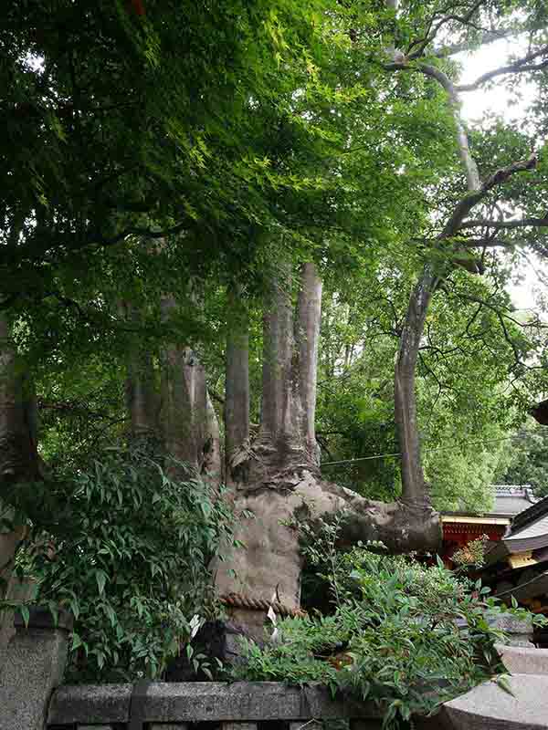 満足稲荷神社のクロガネモチ